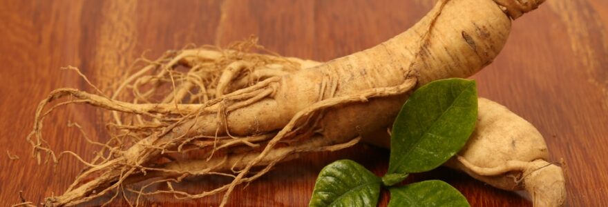 choisir du ginseng