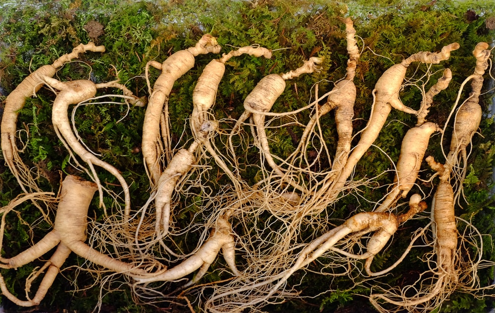 choisir du ginseng