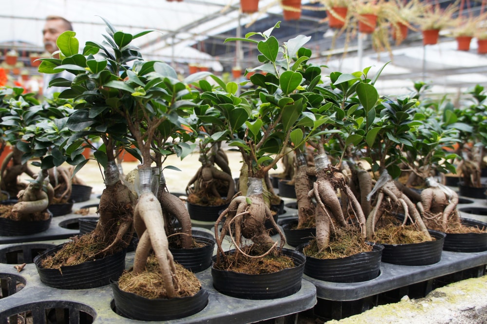 associations ginseng