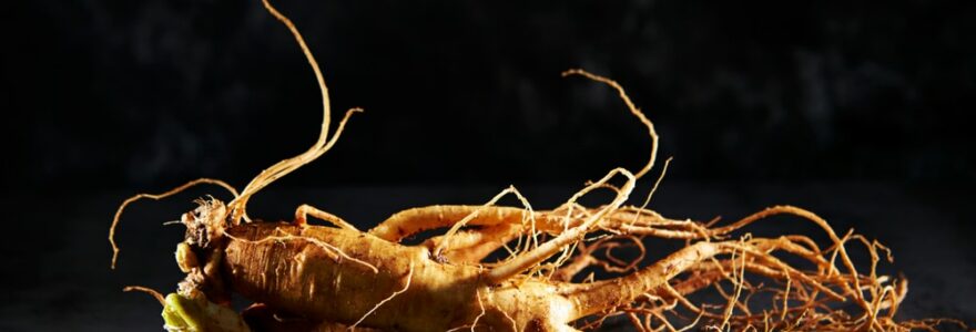 histoire du ginseng