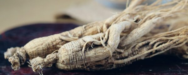 principes actifs du ginseng