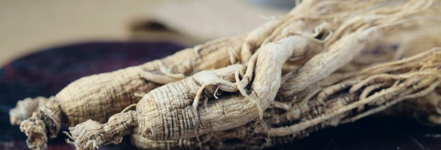 principes actifs du ginseng