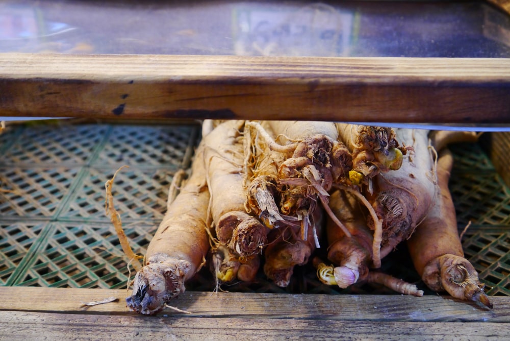 Ginseng et hypertension 