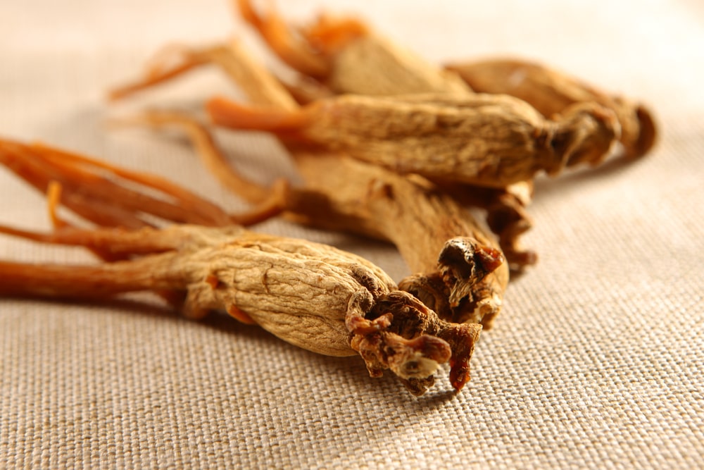 Culture du ginseng