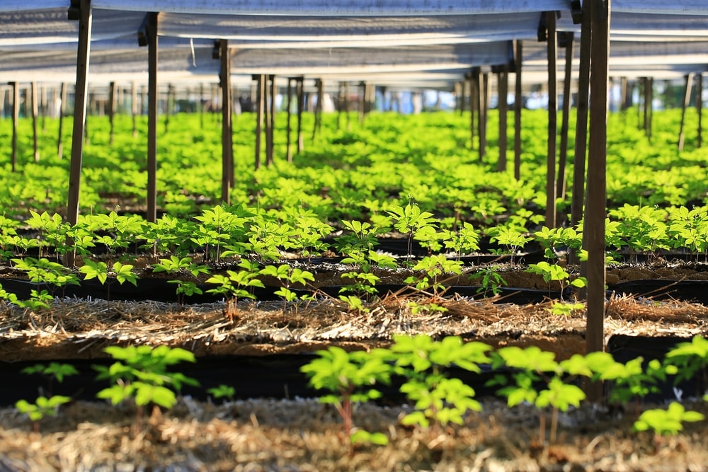 Culture du ginseng